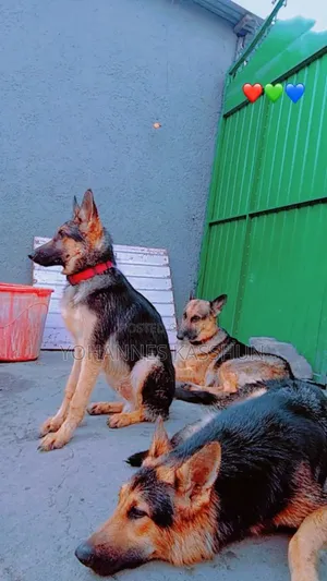 Photo - 1+ year Male Purebred German Shepherd