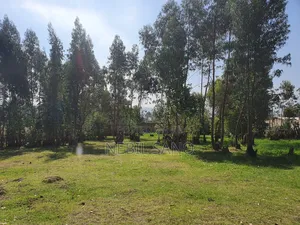 Photo - 3200 SQM Land Sell in Holeta (መሬት በሆለታ የሚሸጥ)