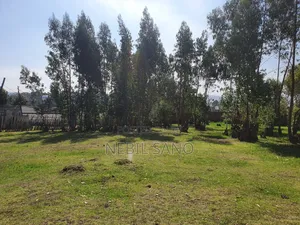3200 SQM Land Sell in Holeta (መሬት በሆለታ የሚሸጥ)