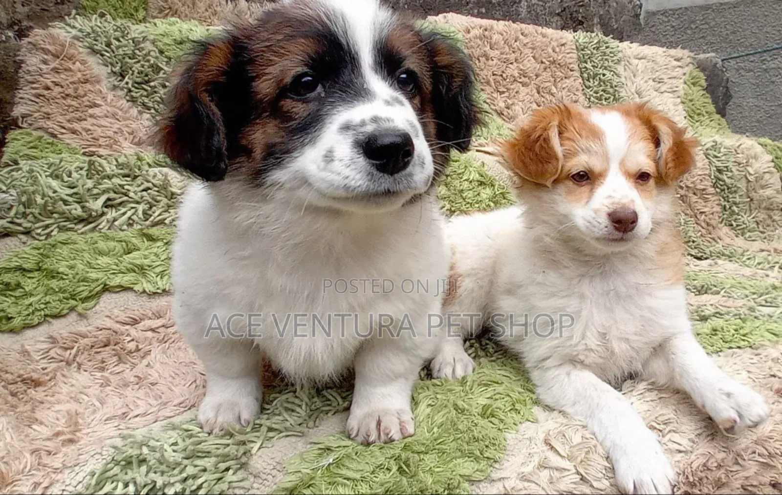 1-3 months Male Purebred Maltese