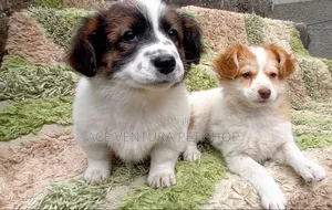 Photo - 1-3 months Male Purebred Maltese