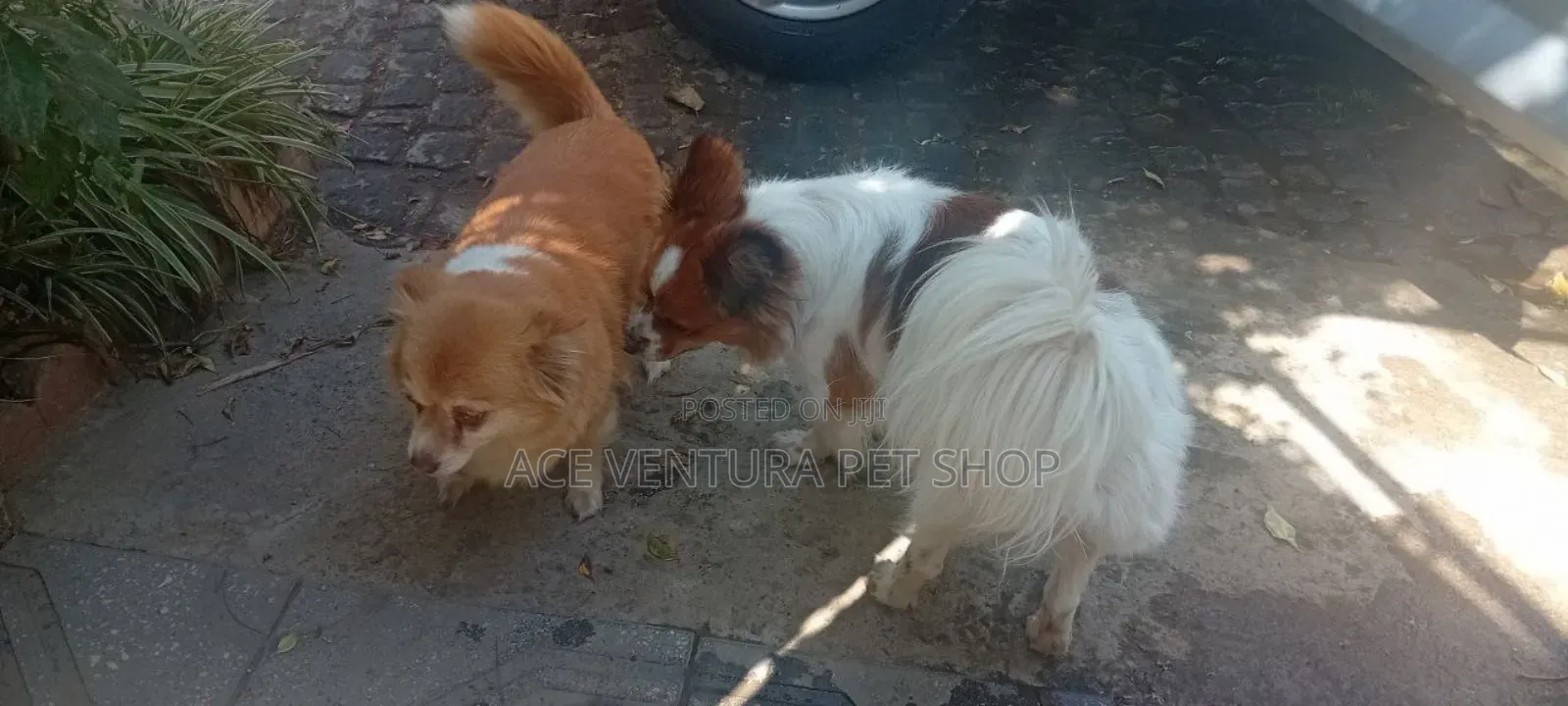 1-3 months Male Purebred Maltese