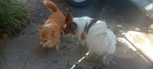 1-3 months Male Purebred Maltese