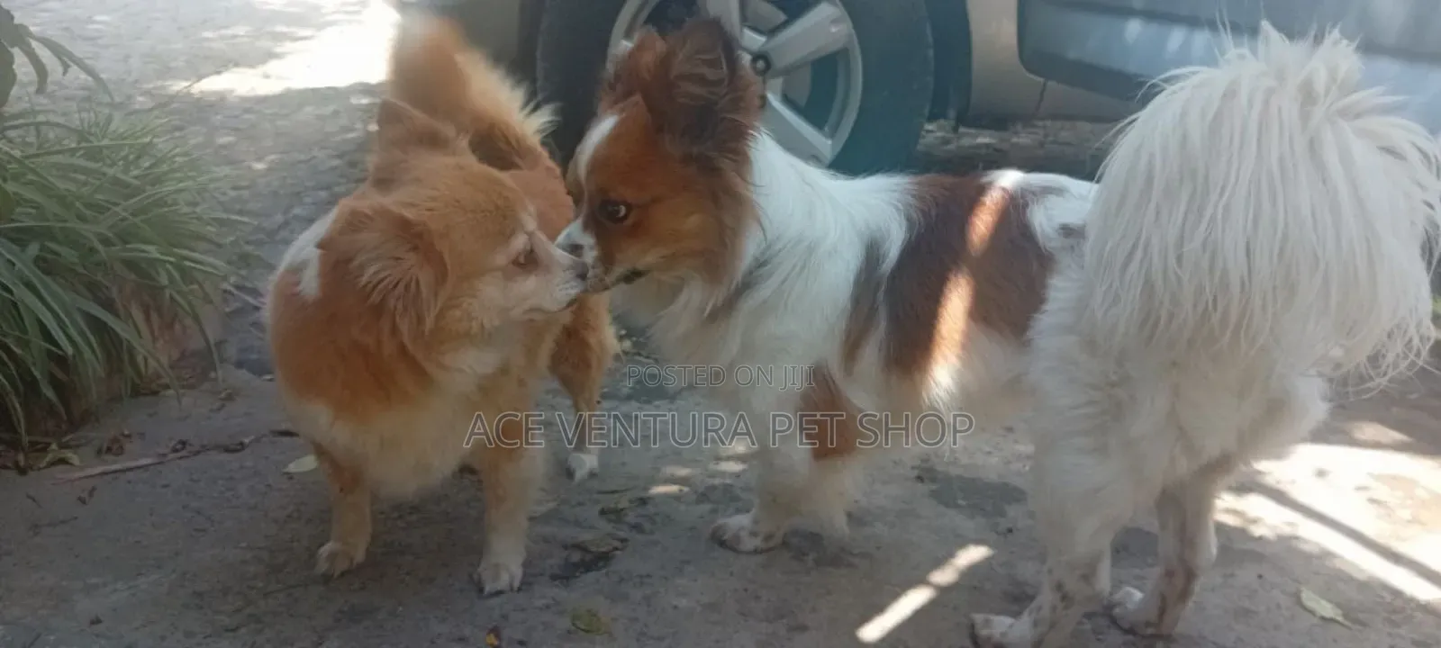 1-3 months Male Purebred Maltese