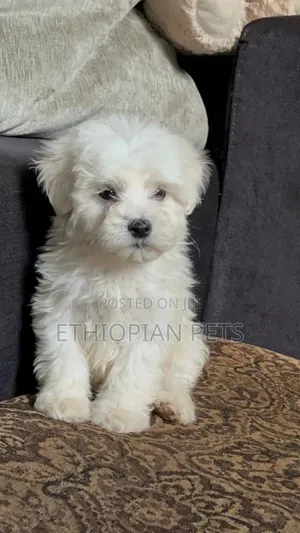 Photo - 1-3 months Male Purebred Maltese
