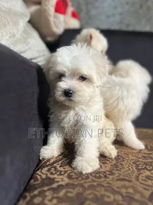 1-3 months Male Purebred Maltese