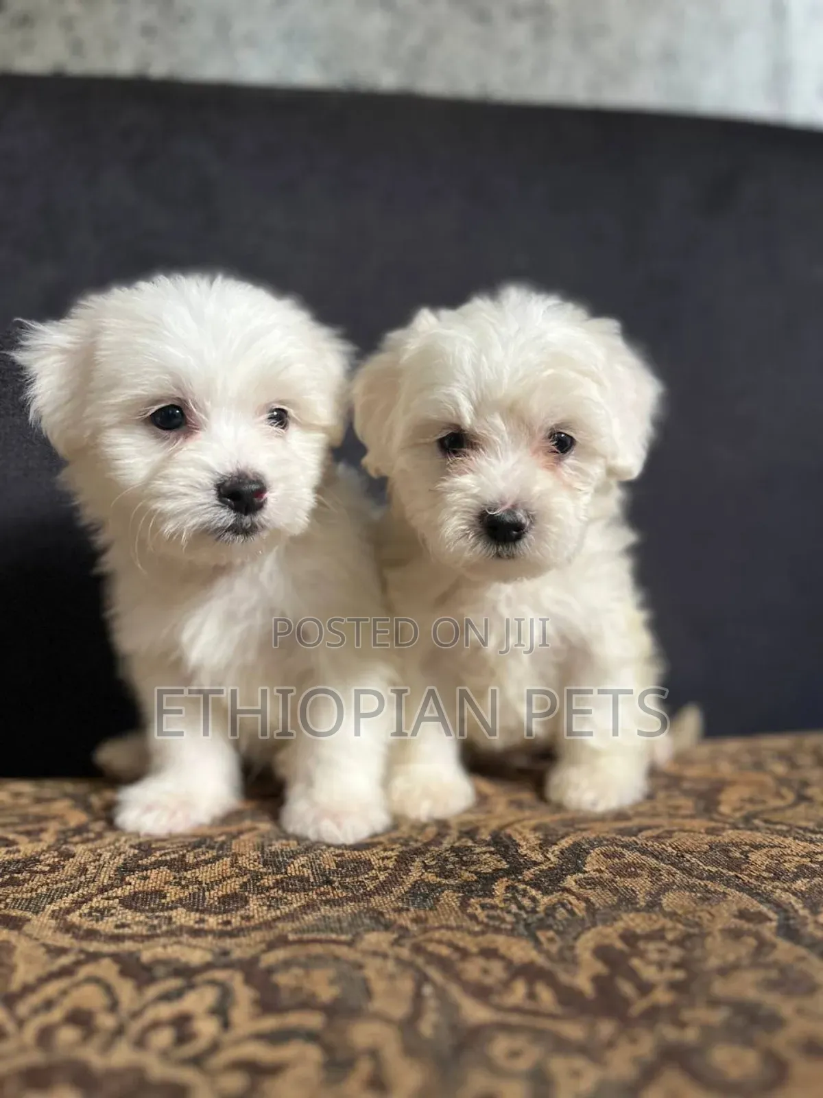 1-3 months Male Purebred Maltese