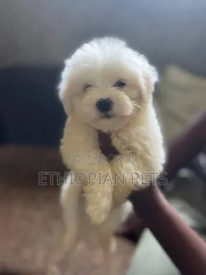 1-3 months Male Purebred Maltese