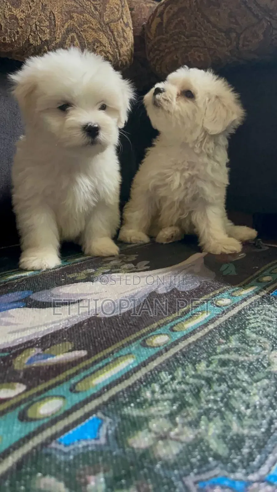 1-3 months Male Purebred Maltese