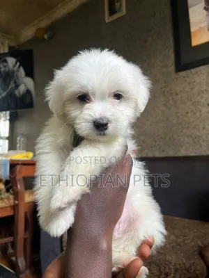 1-3 months Male Purebred Maltese