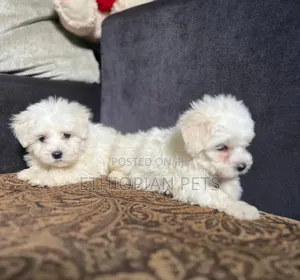 Photo - 1-3 months Male Purebred Maltese