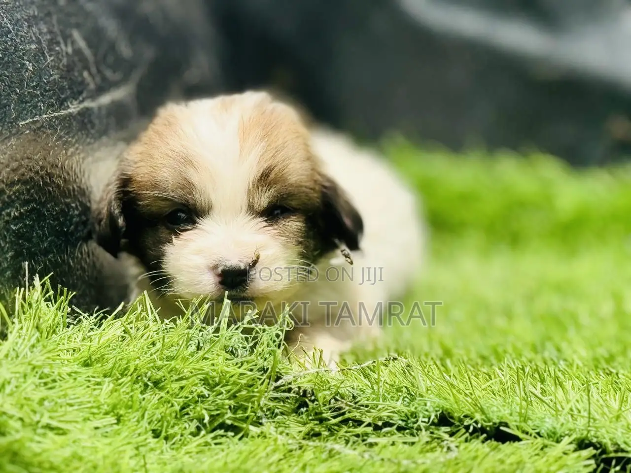 1-3 months Male Purebred Maltese