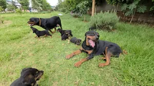 Photo - 1-3 months Male Purebred Rottweiler