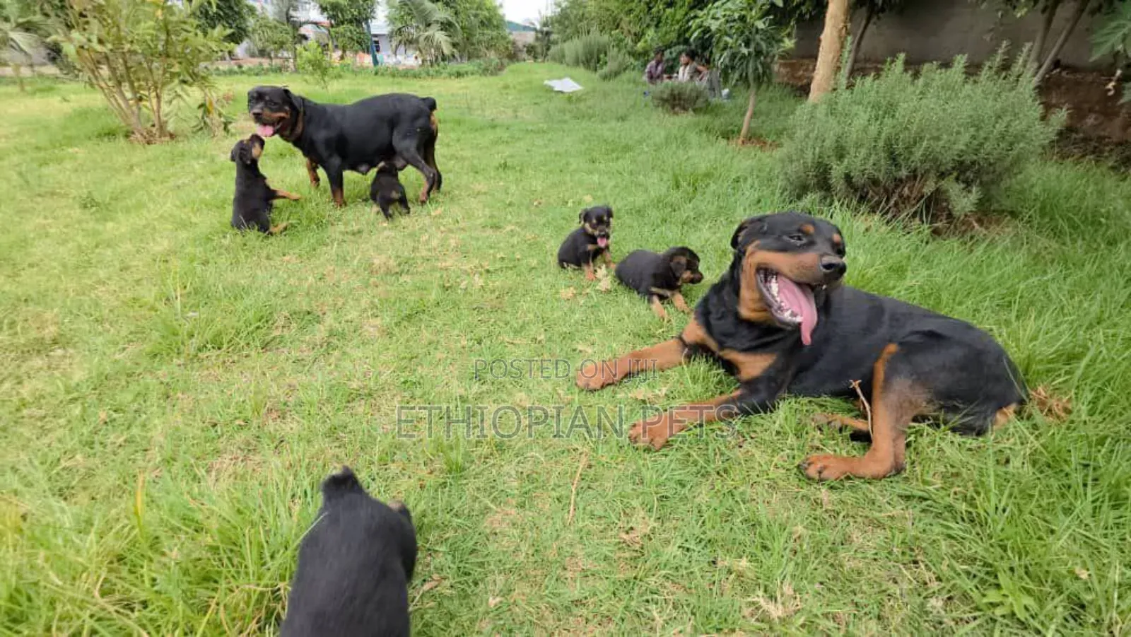 1-3 months Male Purebred Rottweiler