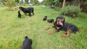 1-3 months Male Purebred Rottweiler