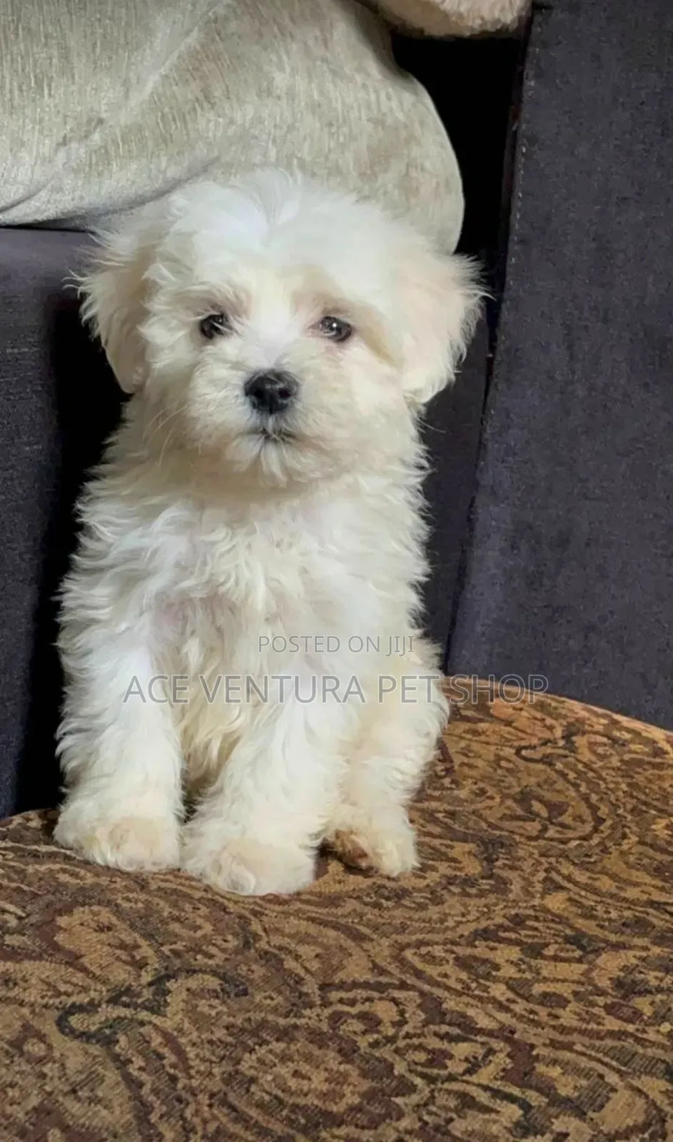 1-3 months Male Purebred Maltese