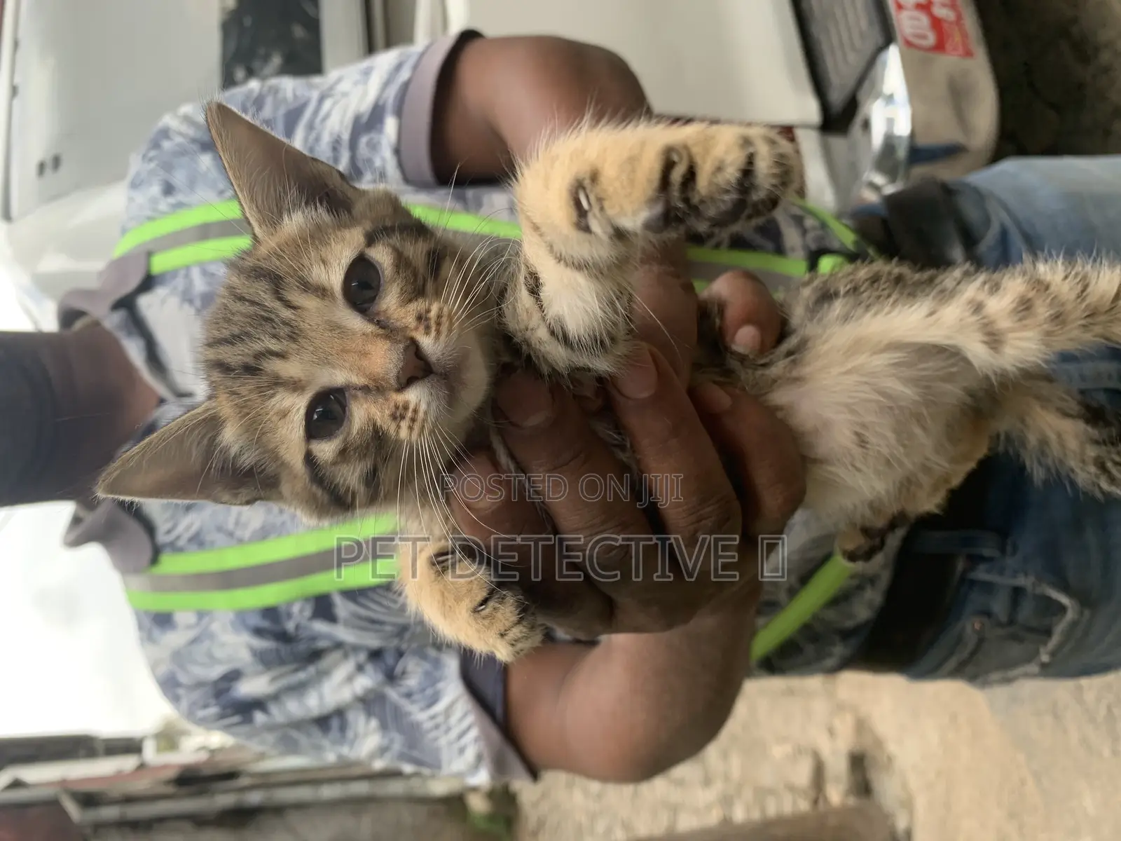 1-3 months Male Purebred Abyssinian