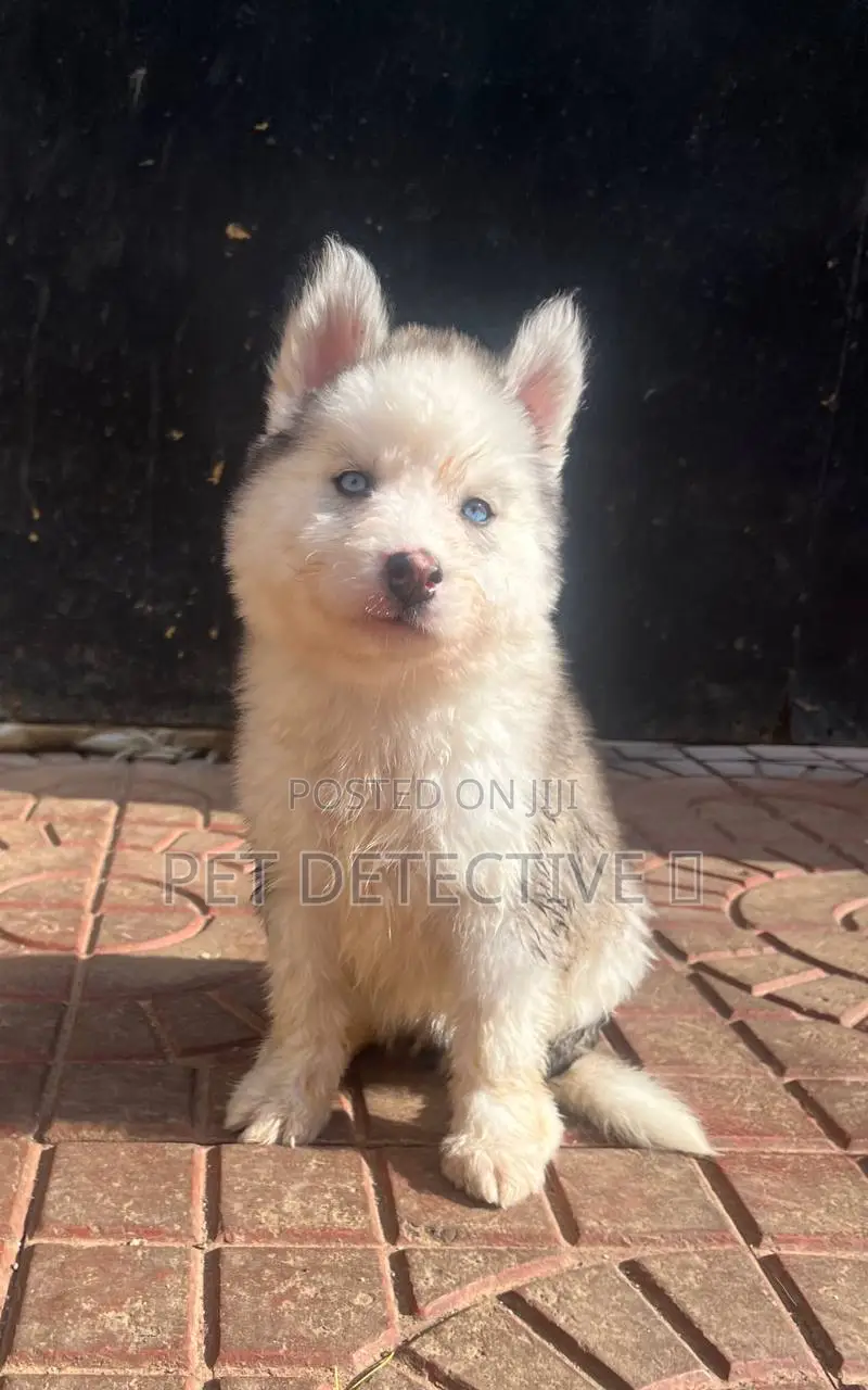 1-3 months Male Purebred Siberian Husky