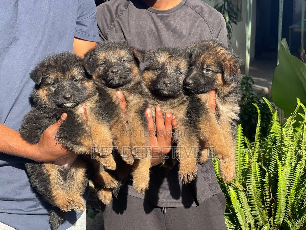 1-3 months Male Purebred German Shepherd