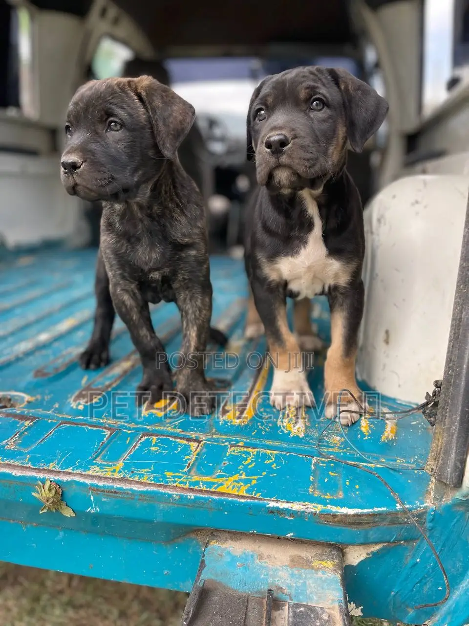 1-3 months Male Purebred Mastiff