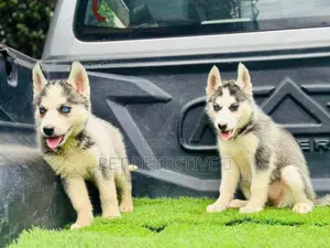 Photo - 1-3 months Male Purebred Siberian Husky