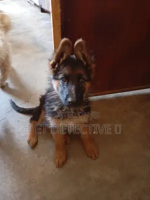 Photo - 1-3 months Male Purebred German Shepherd
