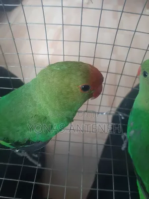 Photo - Beautiful Parrots