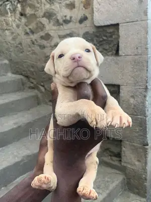 Photo - 1-3 months Male Purebred American Pit Bull Terrier