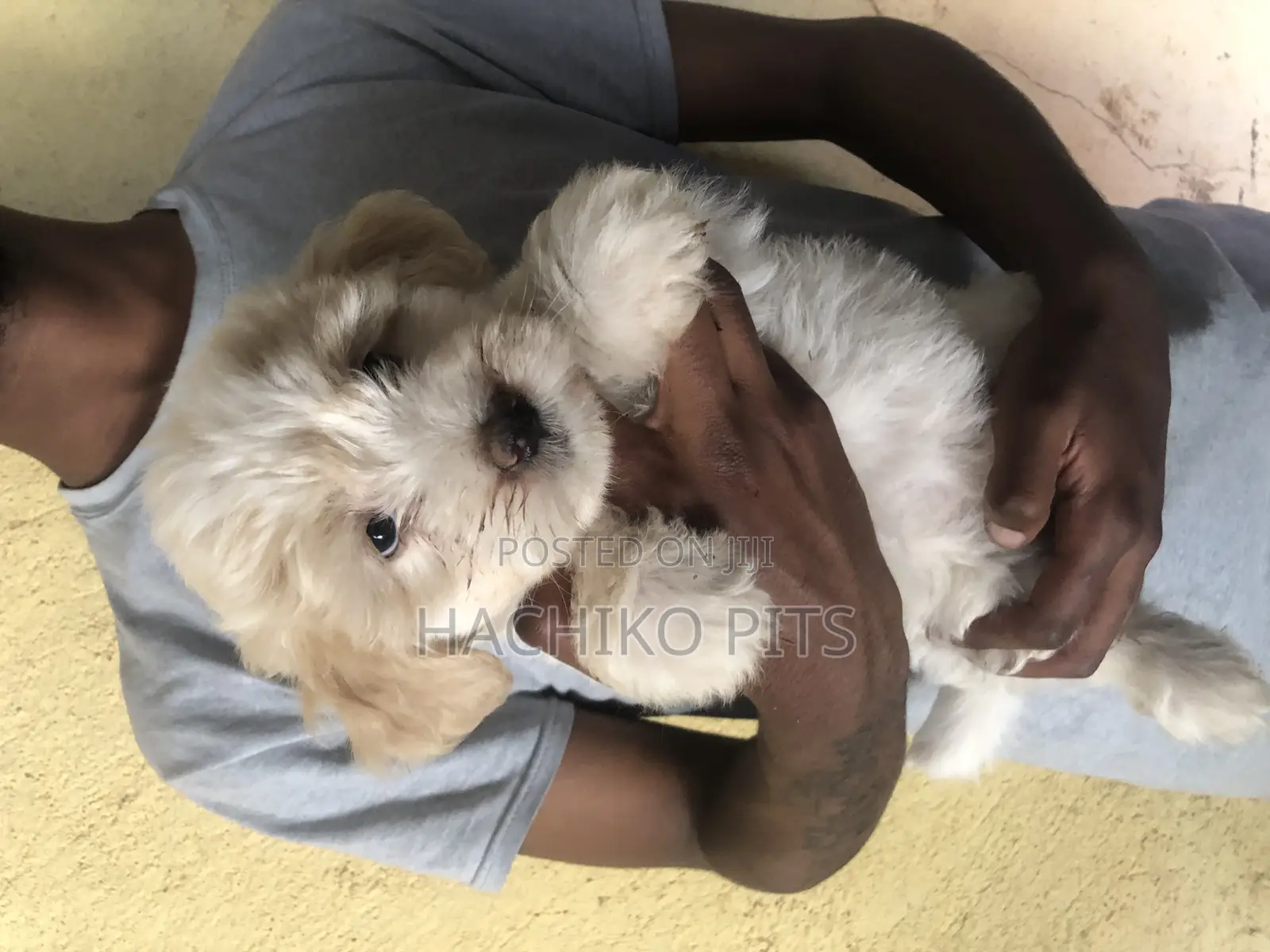 1-3 months Male Purebred Maltese