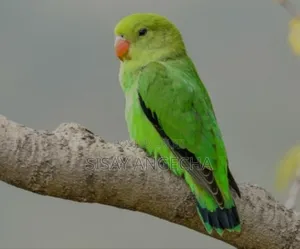 Photo - Adorable Baby Parrot!