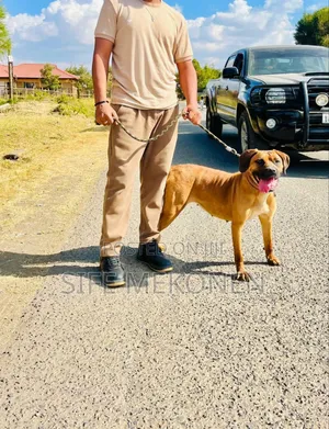 Photo - 1-3 months Male Purebred Bullmastiff