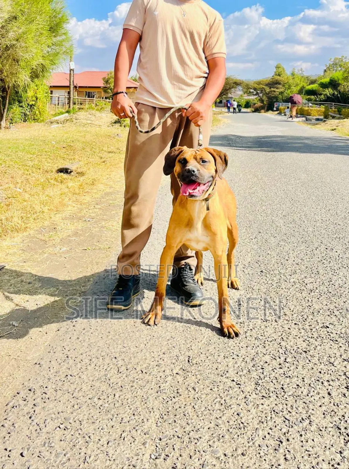 1-3 months Male Purebred Bullmastiff