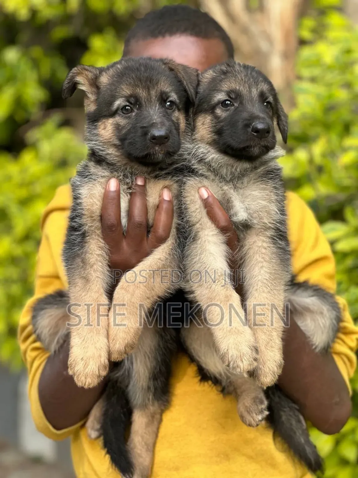 1-3 months Male Purebred German Shepherd