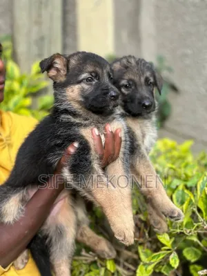 1-3 months Male Purebred German Shepherd
