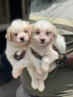 Photo - 1-3 months Male Purebred Maltese