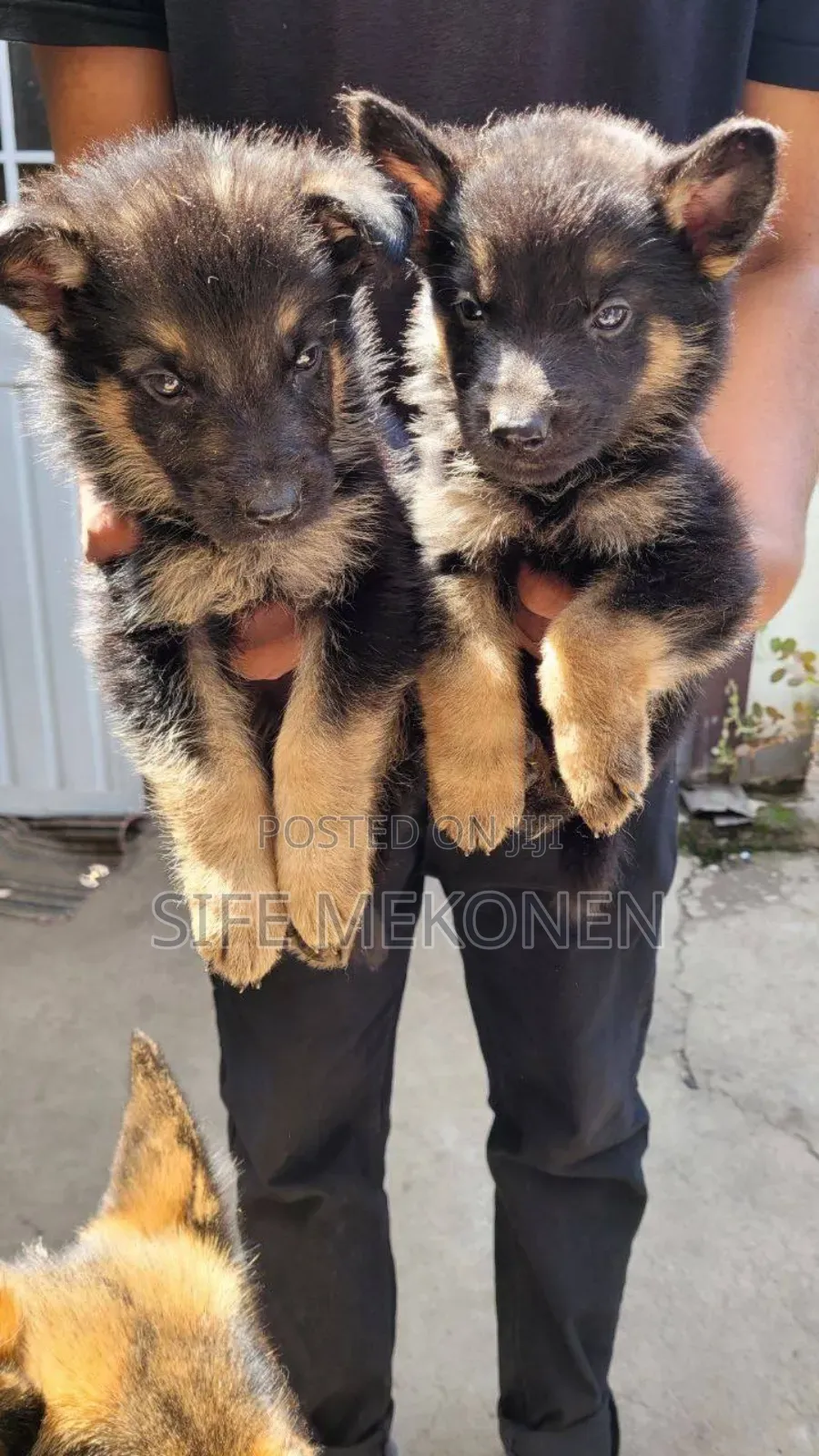 1-3 months Male Purebred German Shepherd