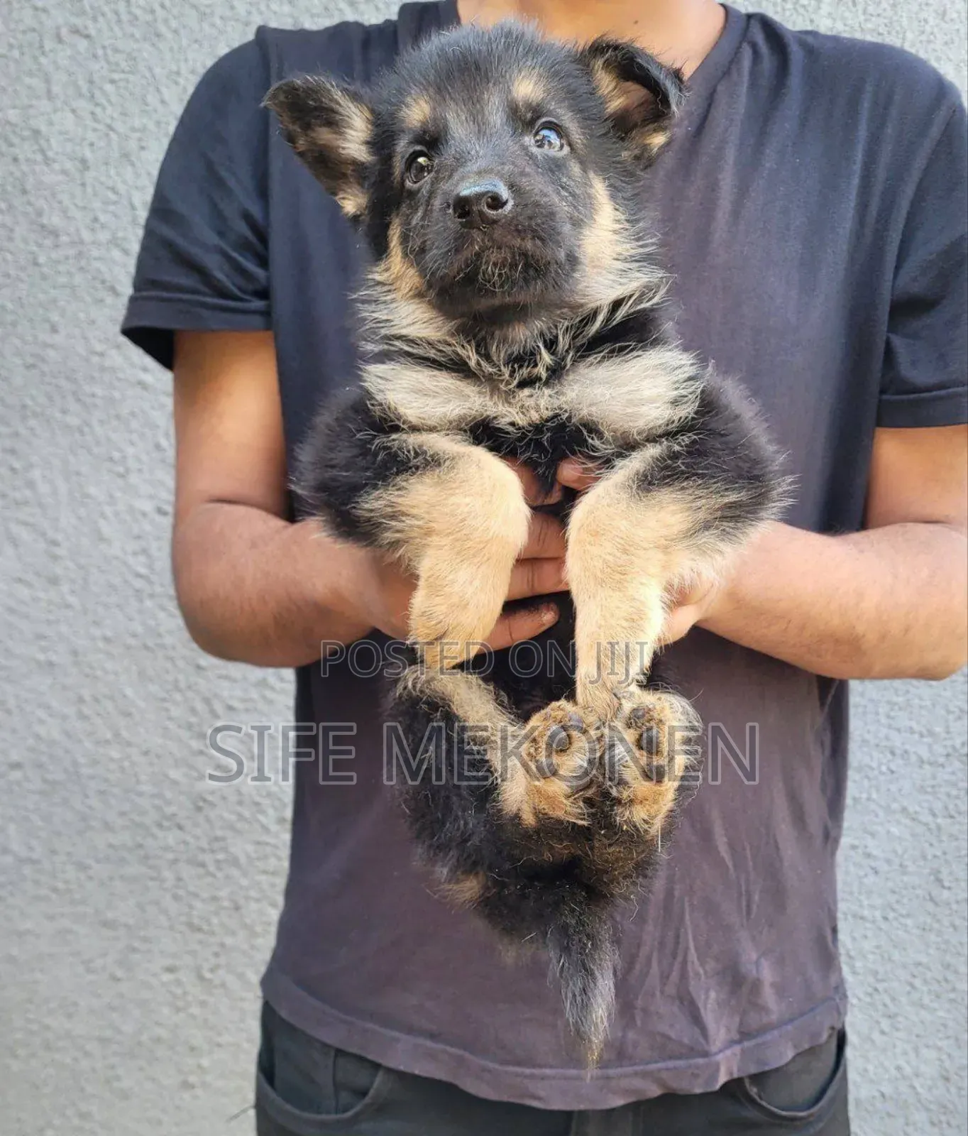 1-3 months Male Purebred German Shepherd
