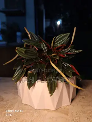 Mm Concrete Flower Pot With Natural Flower for Home Office