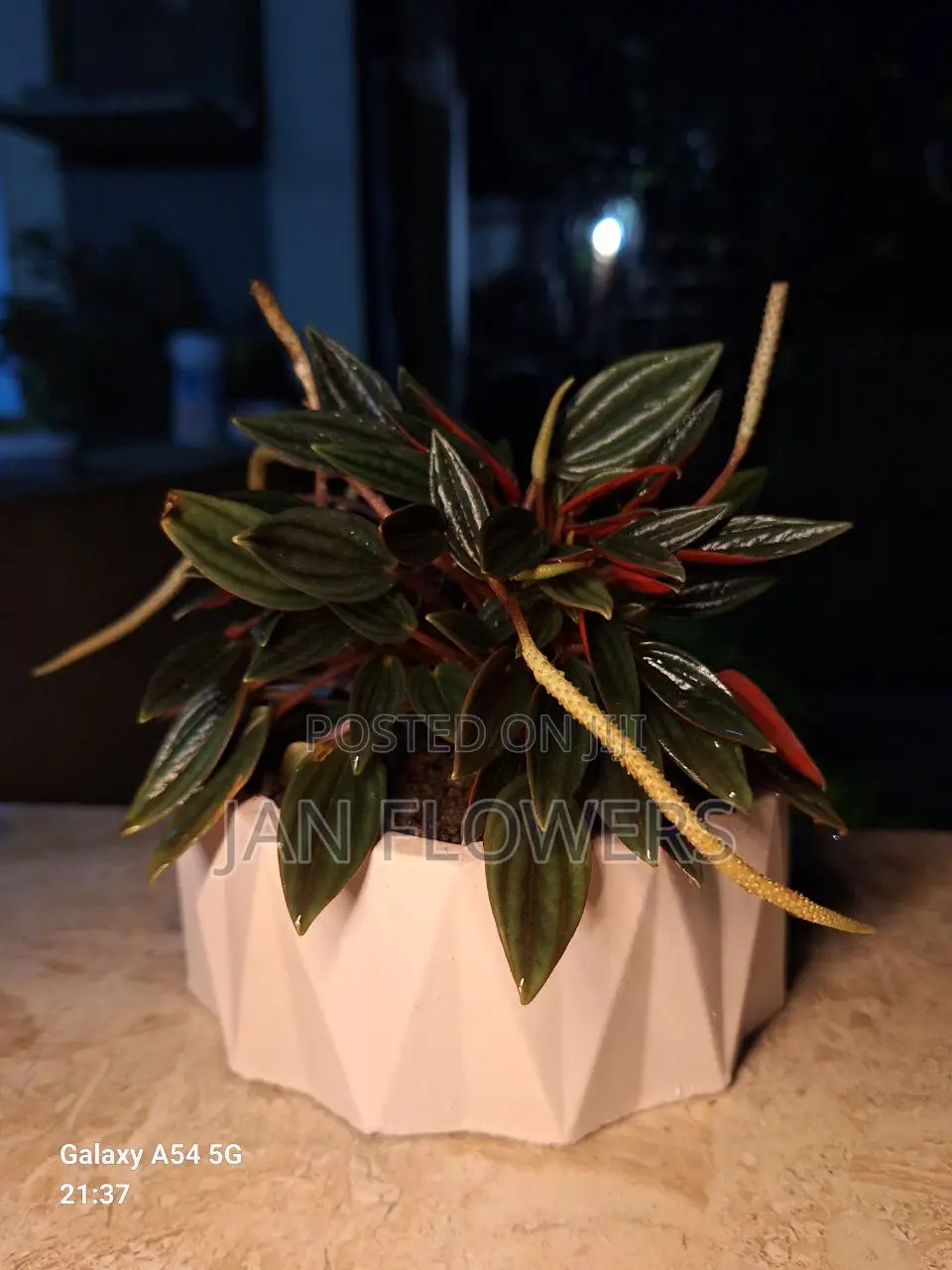 Mm Concrete Flower Pot With Natural Flower for Home Office