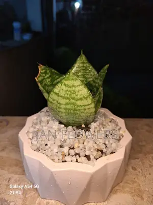 Mm Concrete Flower Pot With Natural Flower for Home Office