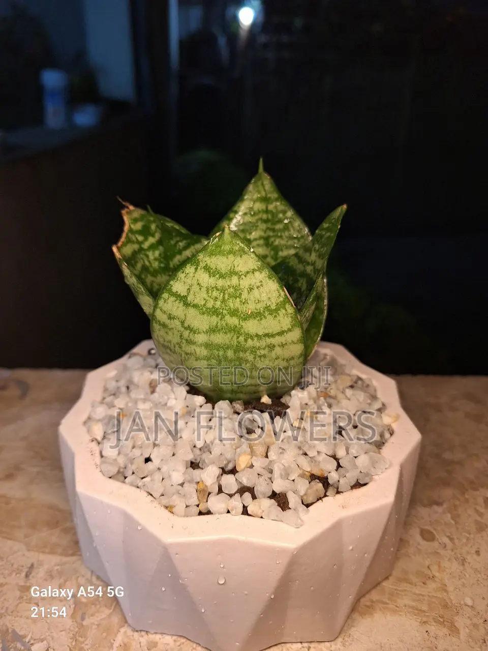 Mm Concrete Flower Pot With Natural Flower for Home Office