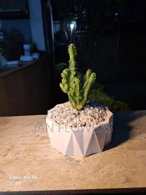 Mm Concrete Flower Pot With Natural Flower for Home Office