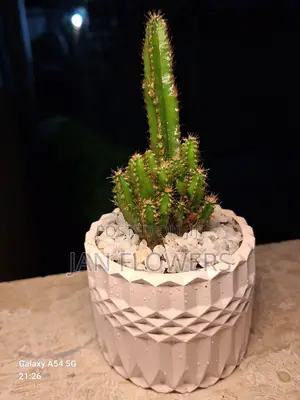 M2 Concrete Flower Pot With Natural Flower for Home Office