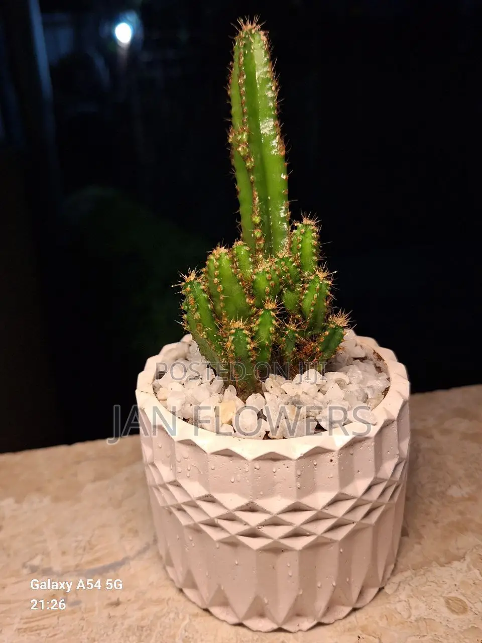 M2 Concrete Flower Pot With Natural Flower for Home Office