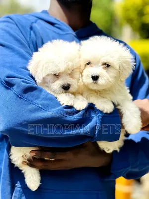 Photo - 1-3 months Male Purebred Maltese