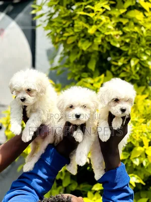 1-3 months Male Purebred Maltese