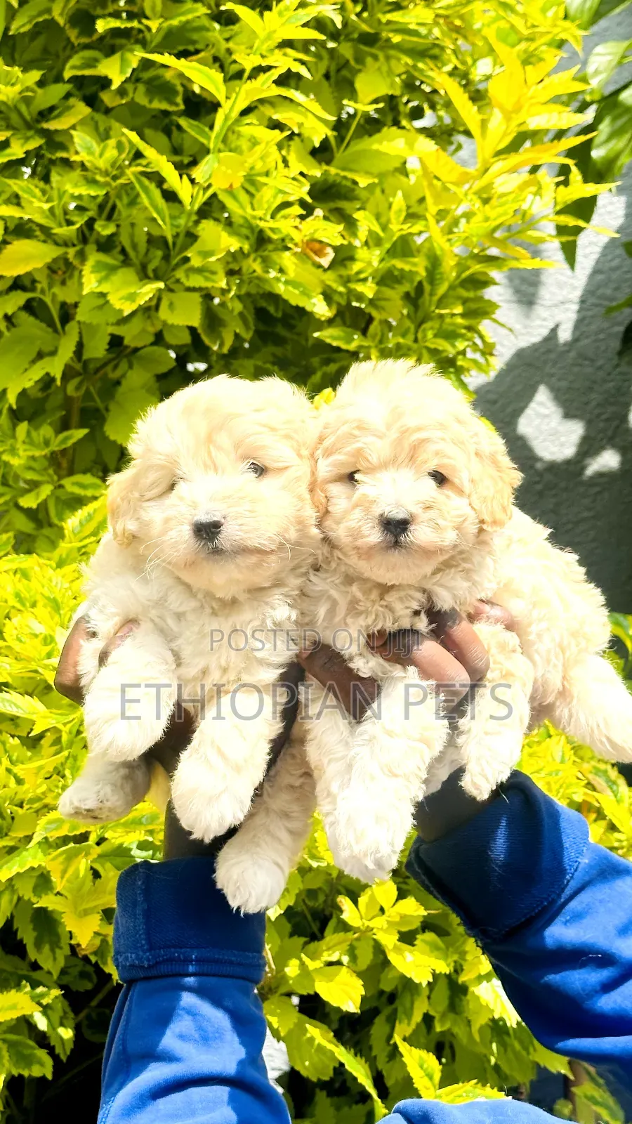 1-3 months Male Purebred Poodle