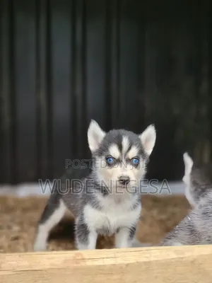 Photo - 1-3 months Male Purebred Siberian Husky