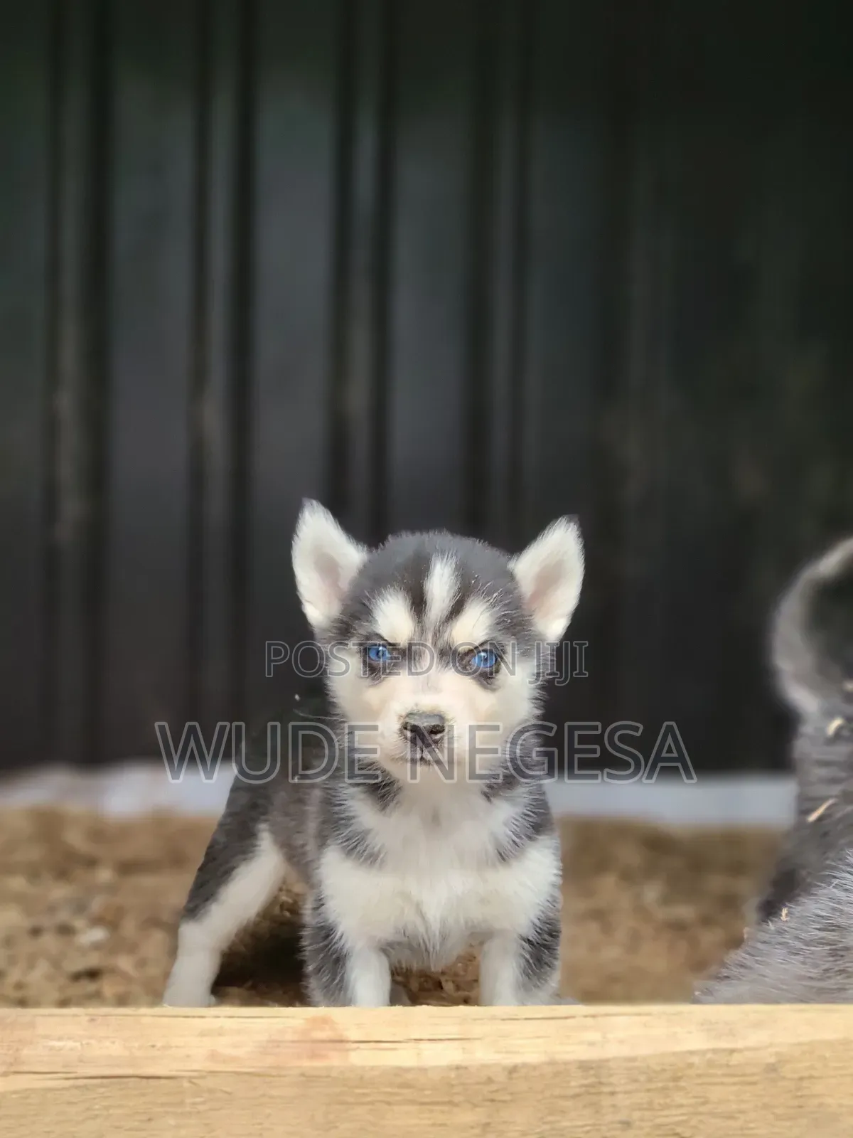 1-3 months Male Purebred Siberian Husky