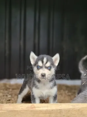 1-3 months Male Purebred Siberian Husky